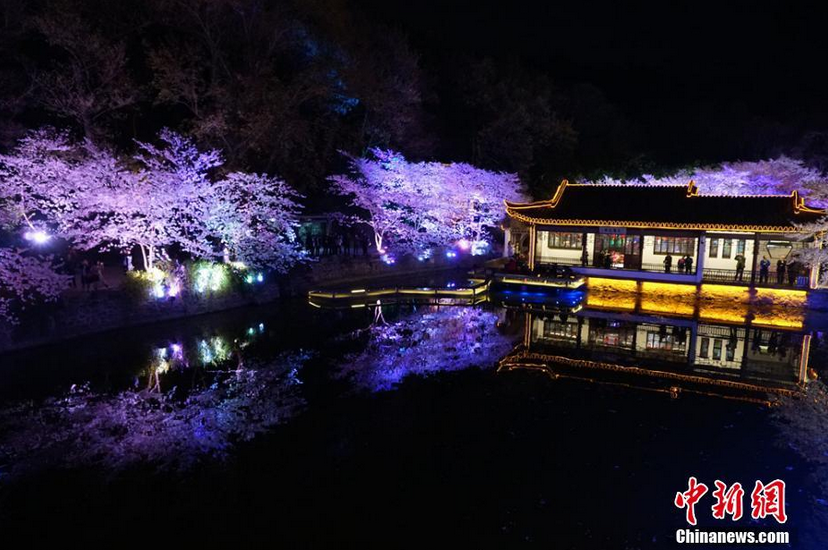 水面的倒影，让夜色中的樱花与景观更显“妩媚”魅力。 孙权 摄