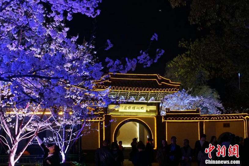 无锡太湖鼋头渚是“中华赏樱胜地”，该处种植的樱花树数量多、品种多。 孙权 摄