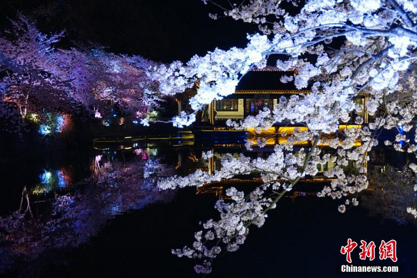 岸上的樱花与水中的倒影。 孙权 摄