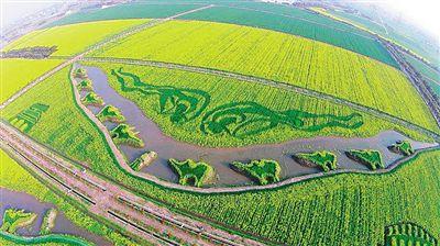 2015年上海奉贤区油菜花画《丝绸之路》。
